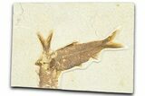 Detailed Fossil Fish (Knightia) - Wyoming #367476-1